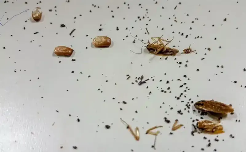 Blattes et déjections sur une étagère