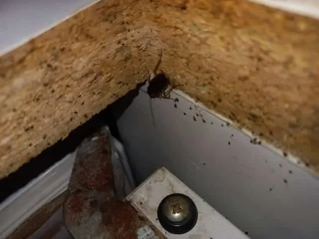 Blattes dans l'angle d'un meuble