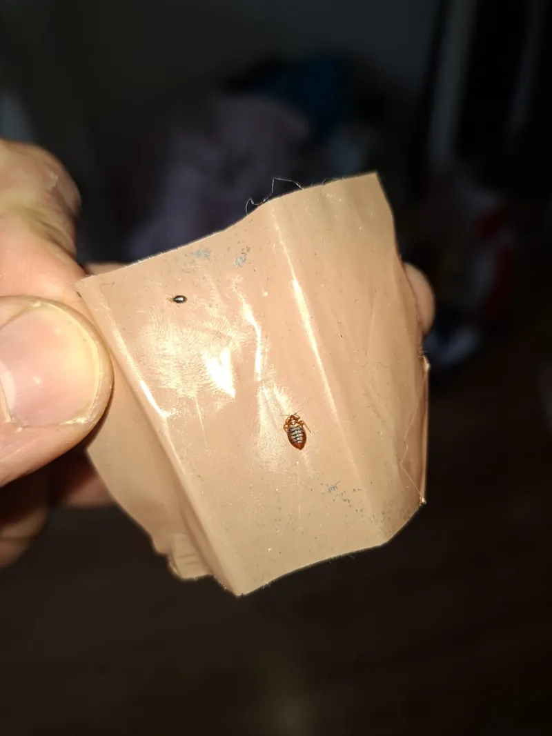 Punaise de lit capturée sur un piège