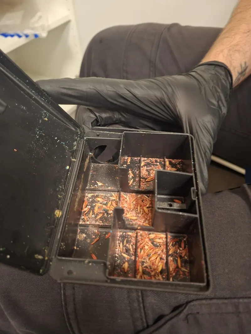 Poste à souris avec appât consommé