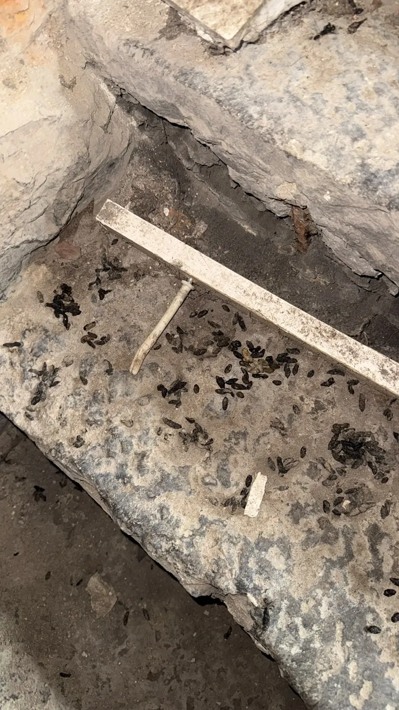 Crottes de rongeurs accumulées dans une cave