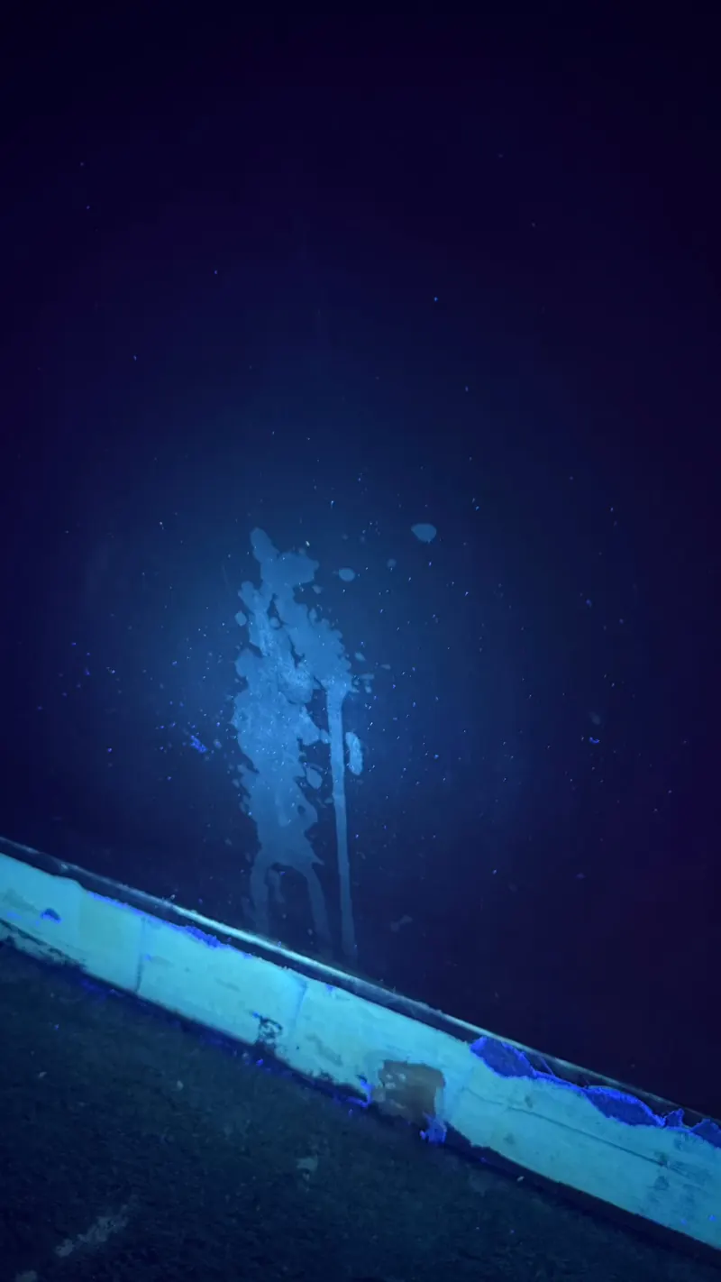 Traces d'urine projetées sur un mur au-dessus d'une plinthe, révélées en bleu clair par une lampe ultraviolette
