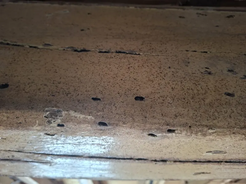 Trous de sortie d'insectes à la surface d'une poutre