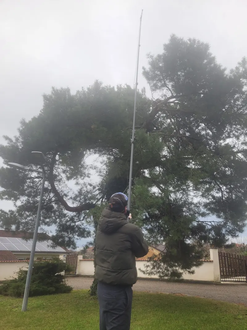 Échenillage d'un pin à la perche