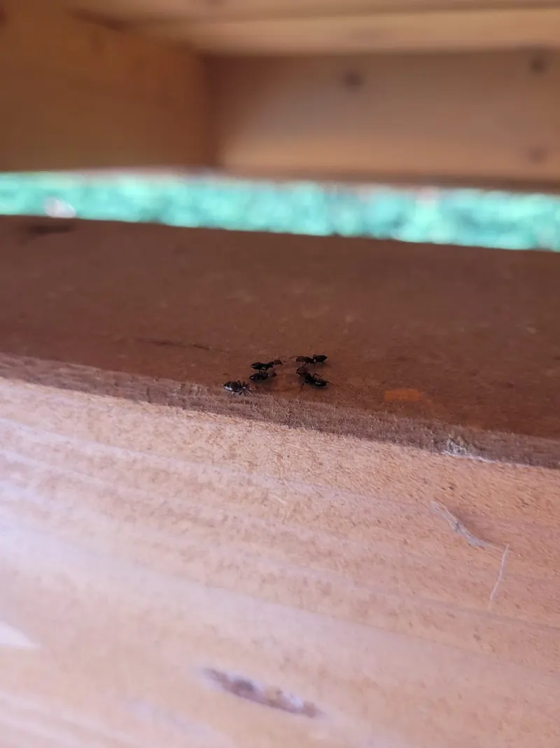 Fourmis sur un gel appât