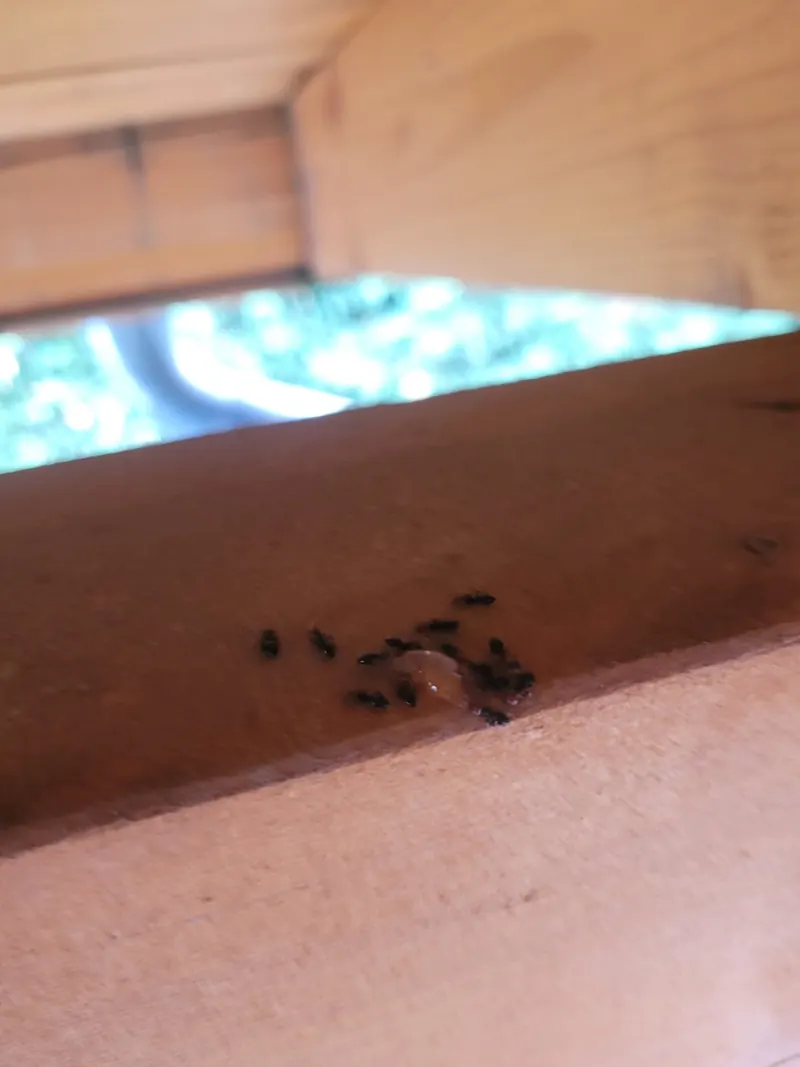 Fourmis consommant un gel appât sur une planche