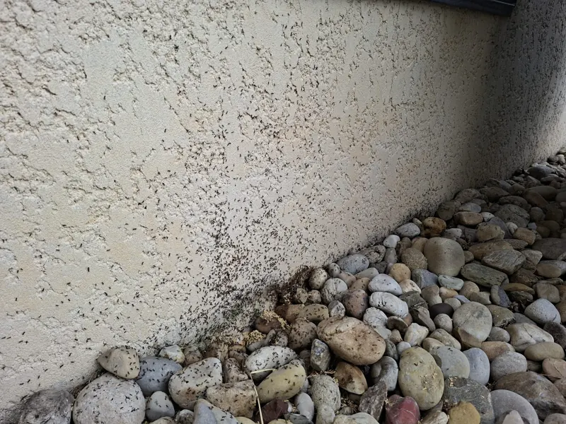 Fourmis le long d'un pied de façade