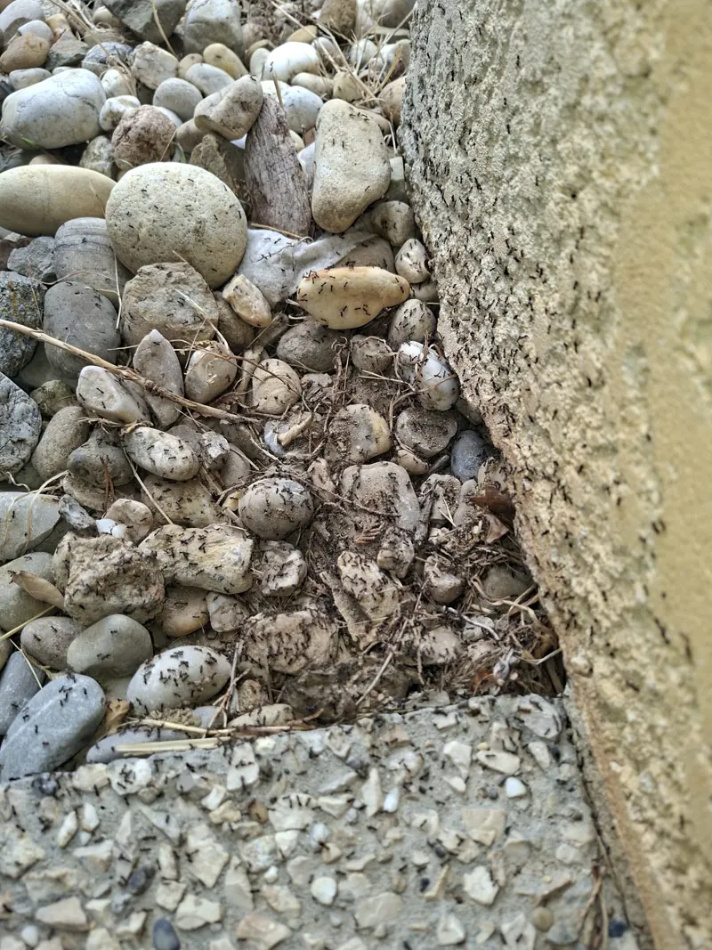 Colonne de fourmis au pied d'un mur