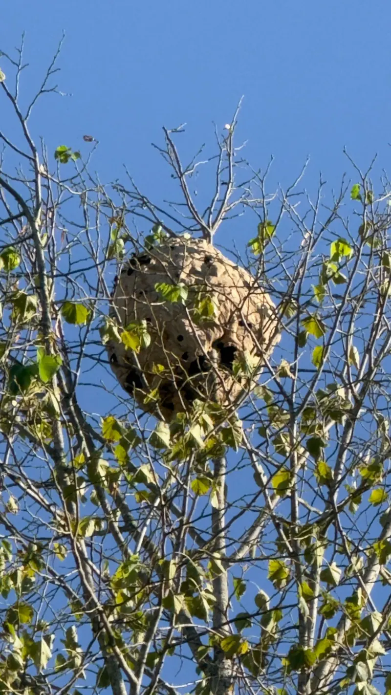 Nid de frelons asiatiques dans un arbre