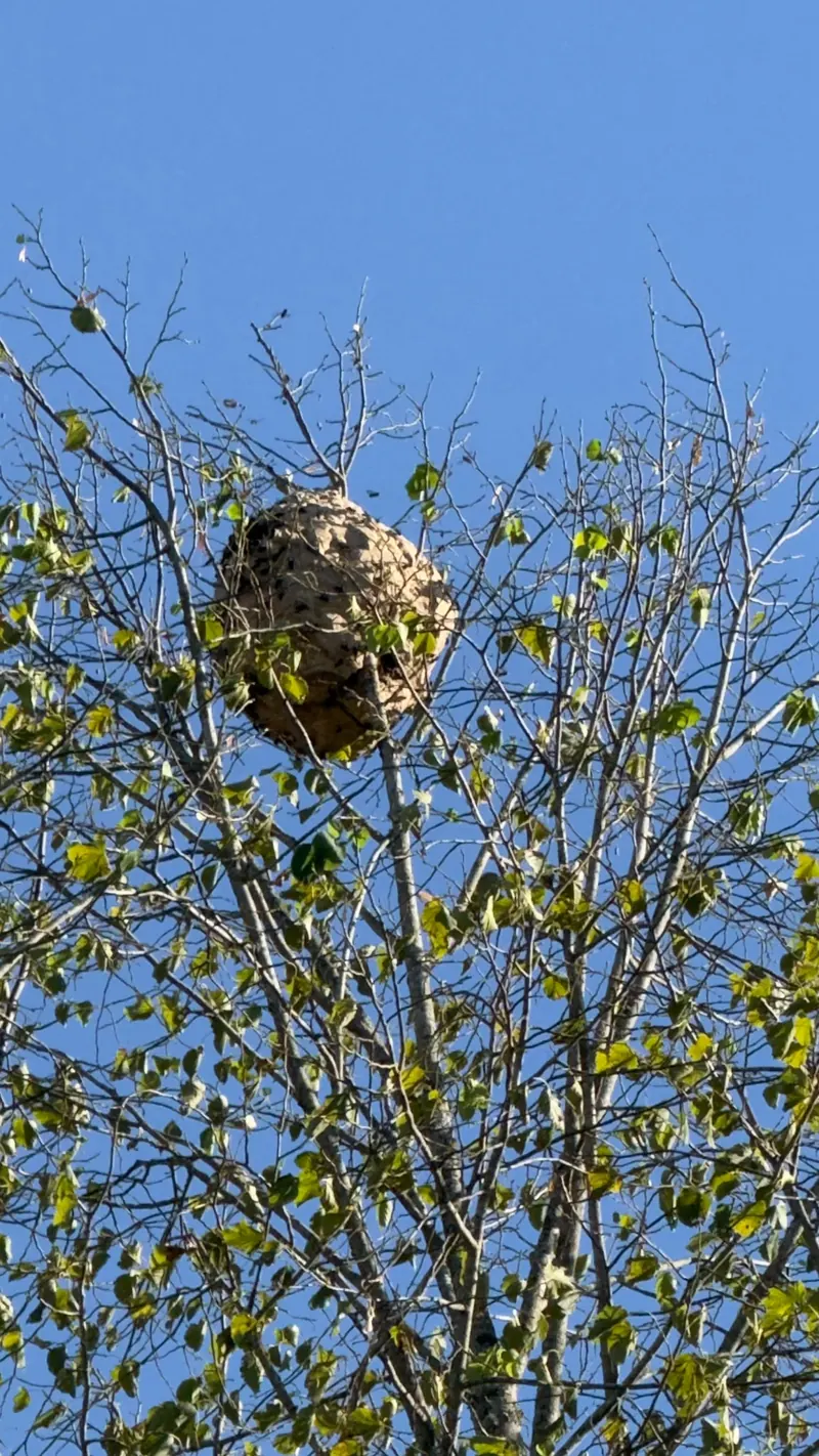 Nid de frelons asiatiques en cime d'arbre