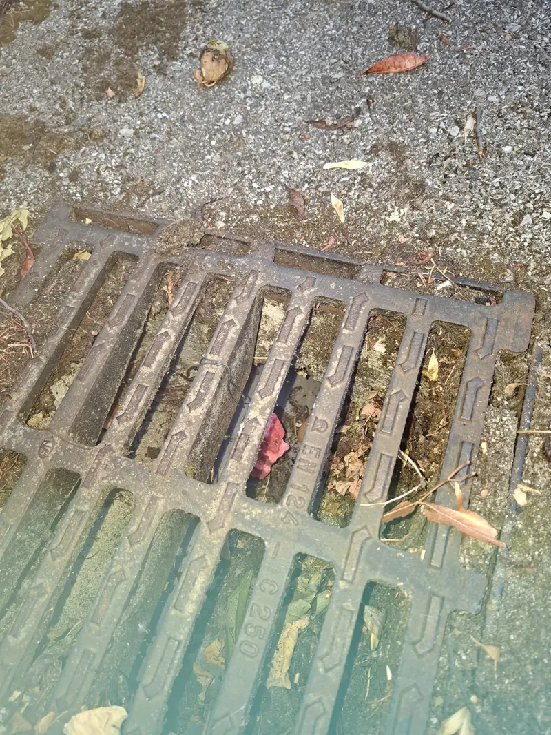 Piège à rongeurs sous une plaque d'égout