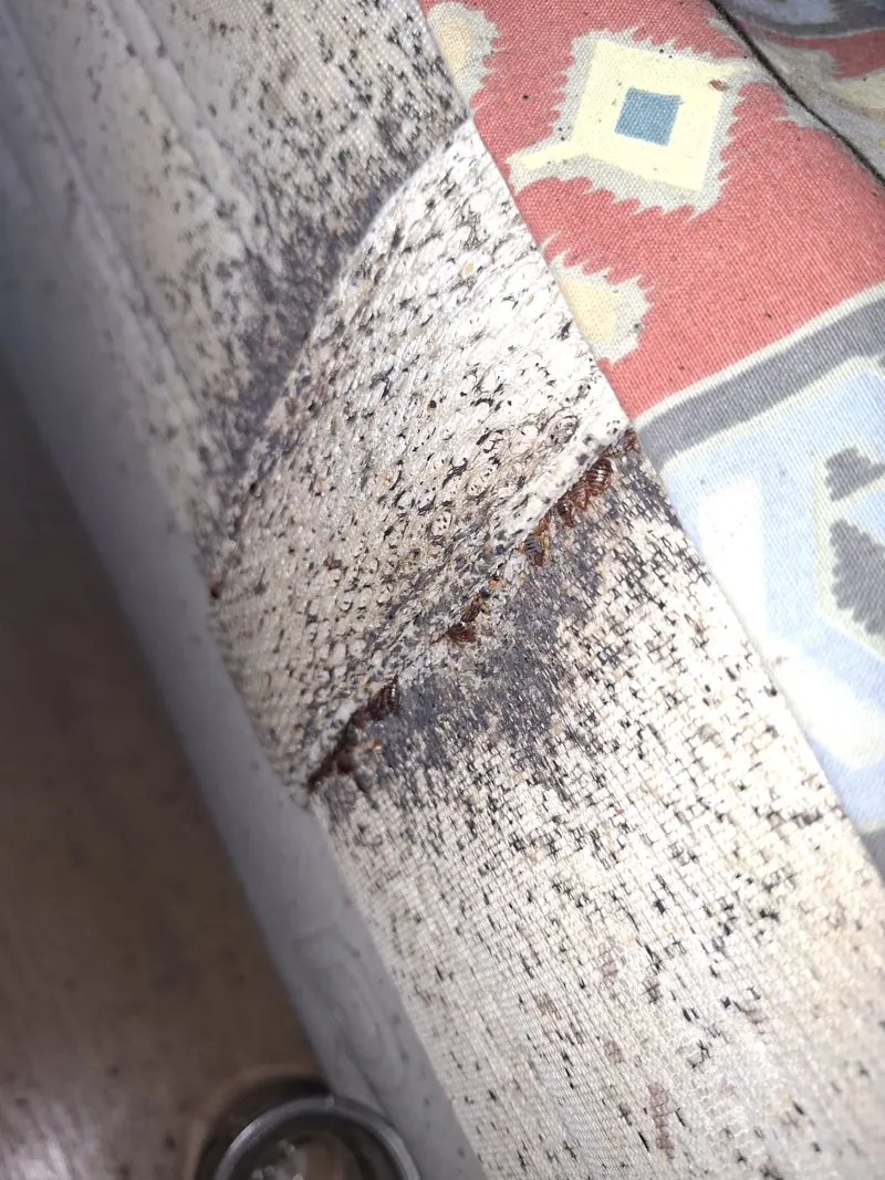 Déjections de punaises de lit sur le passepoil d'un matelas