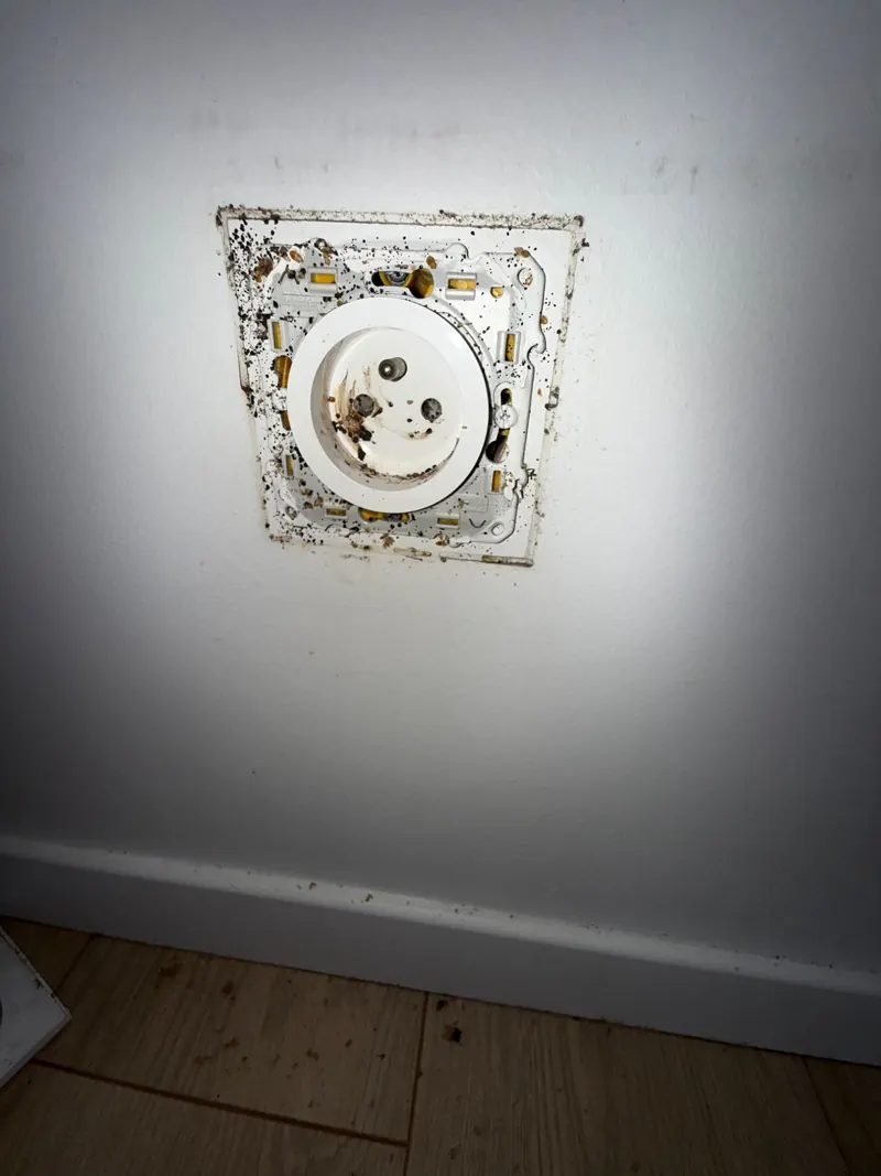 Déjections de punaises de lit autour d'une prise électrique