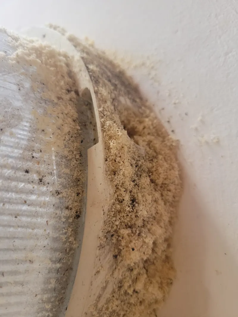 Sciure de bois rejetée par des fourmis