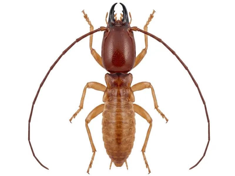 Illustration d'un termite